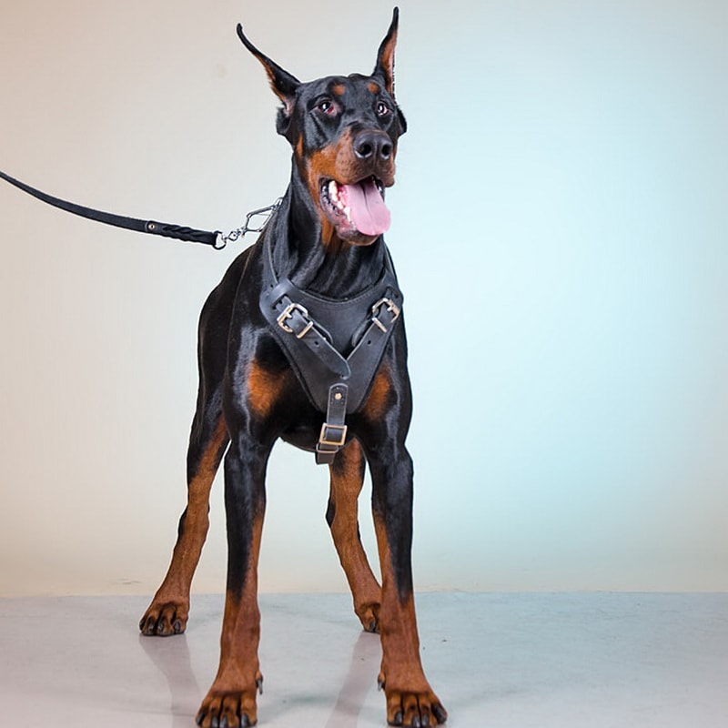 Черная шлейка из кожи для добермана «Working Dog»